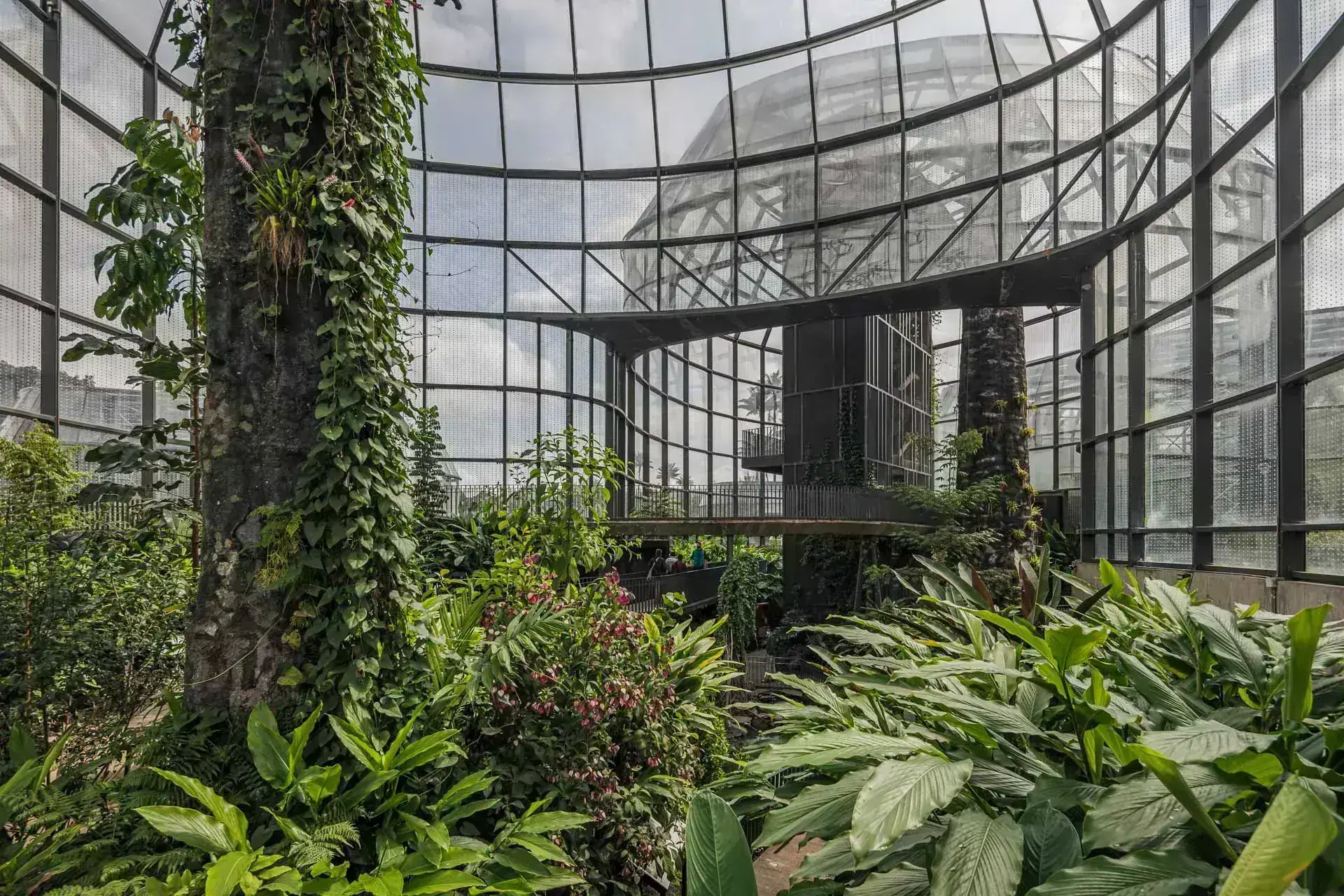 El invernadero del bosque seco del Tropicario con luz solar directa y cactáceas.